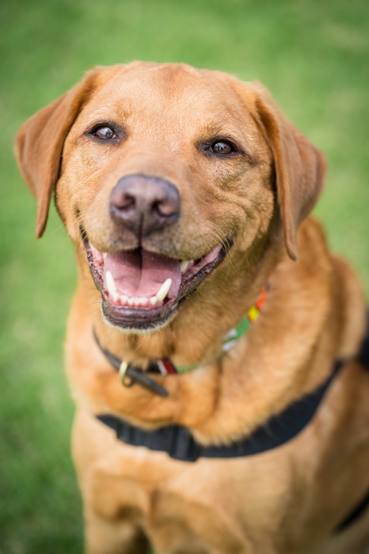 Scottie - Wellbeing Dog