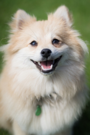 Pippin - Wellbeing Dog