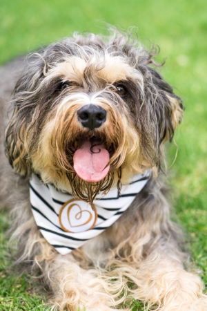 Scout - Wellbeing Dog